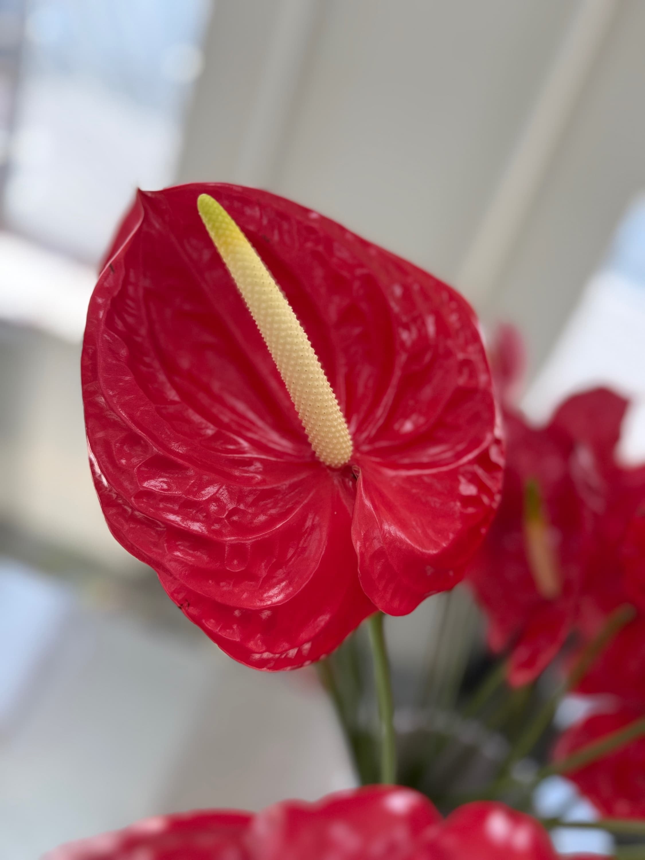 Anthurium Anthurium cut