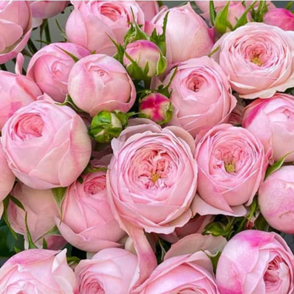 Spray rose Mansfield Park Pink, pale pink — monobuket