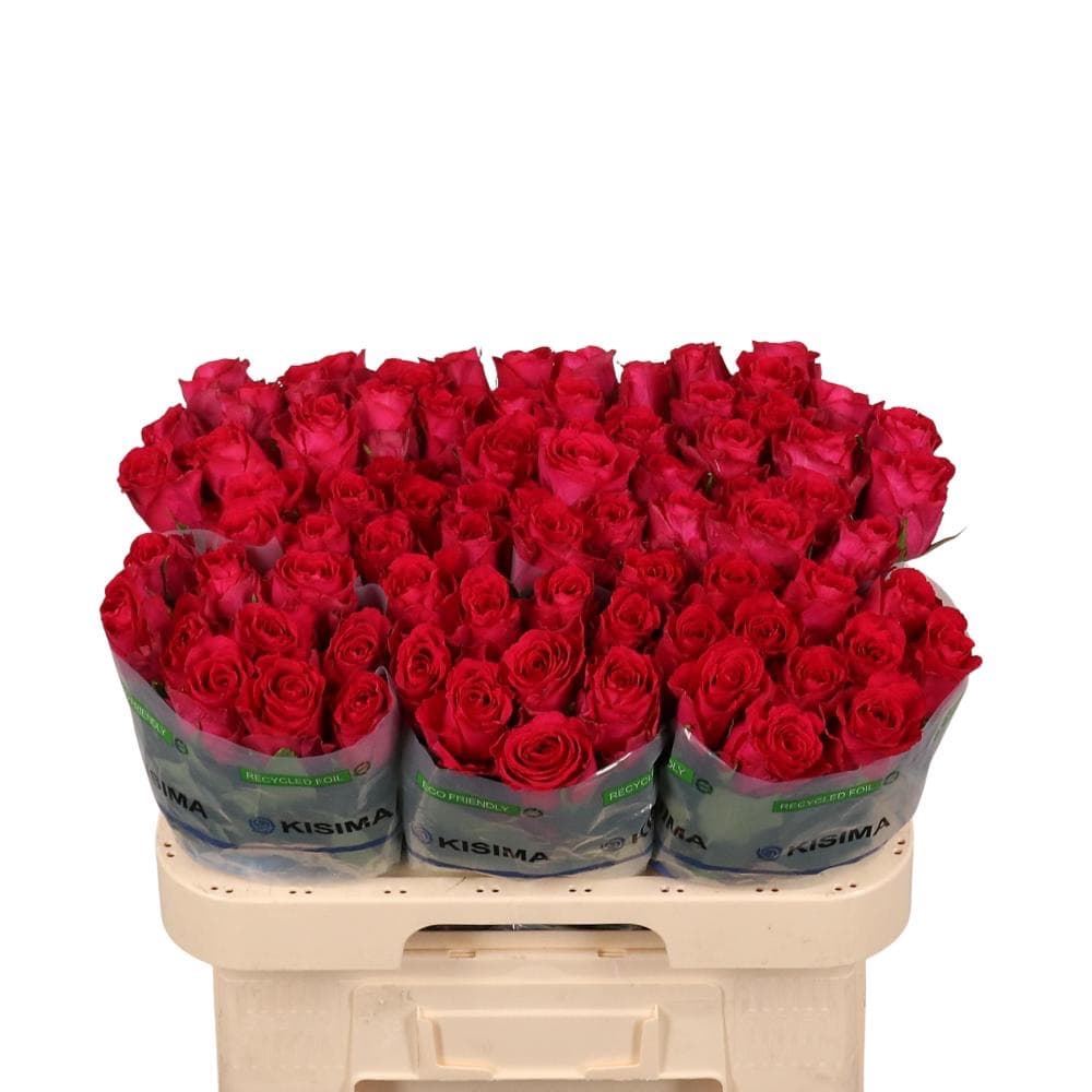 Rose Madam Cerise