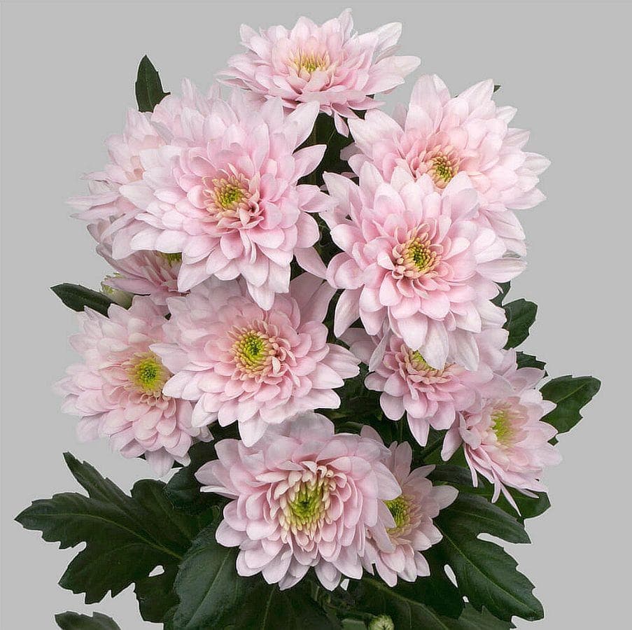 Хризантема Pastela Pink