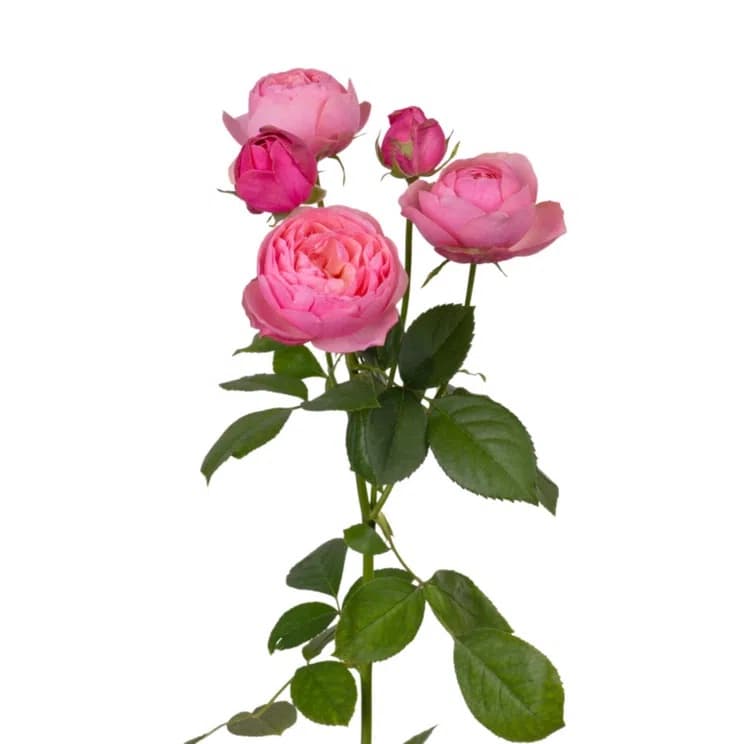 Spray rose Silva Pink, pink — monobuket