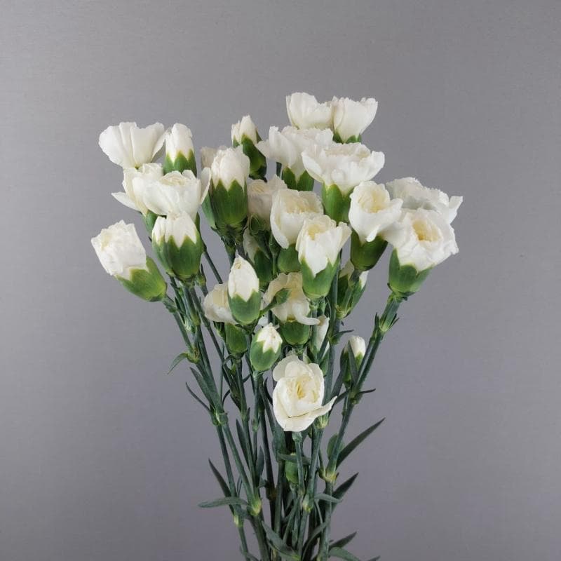 Spray dianthus spray white