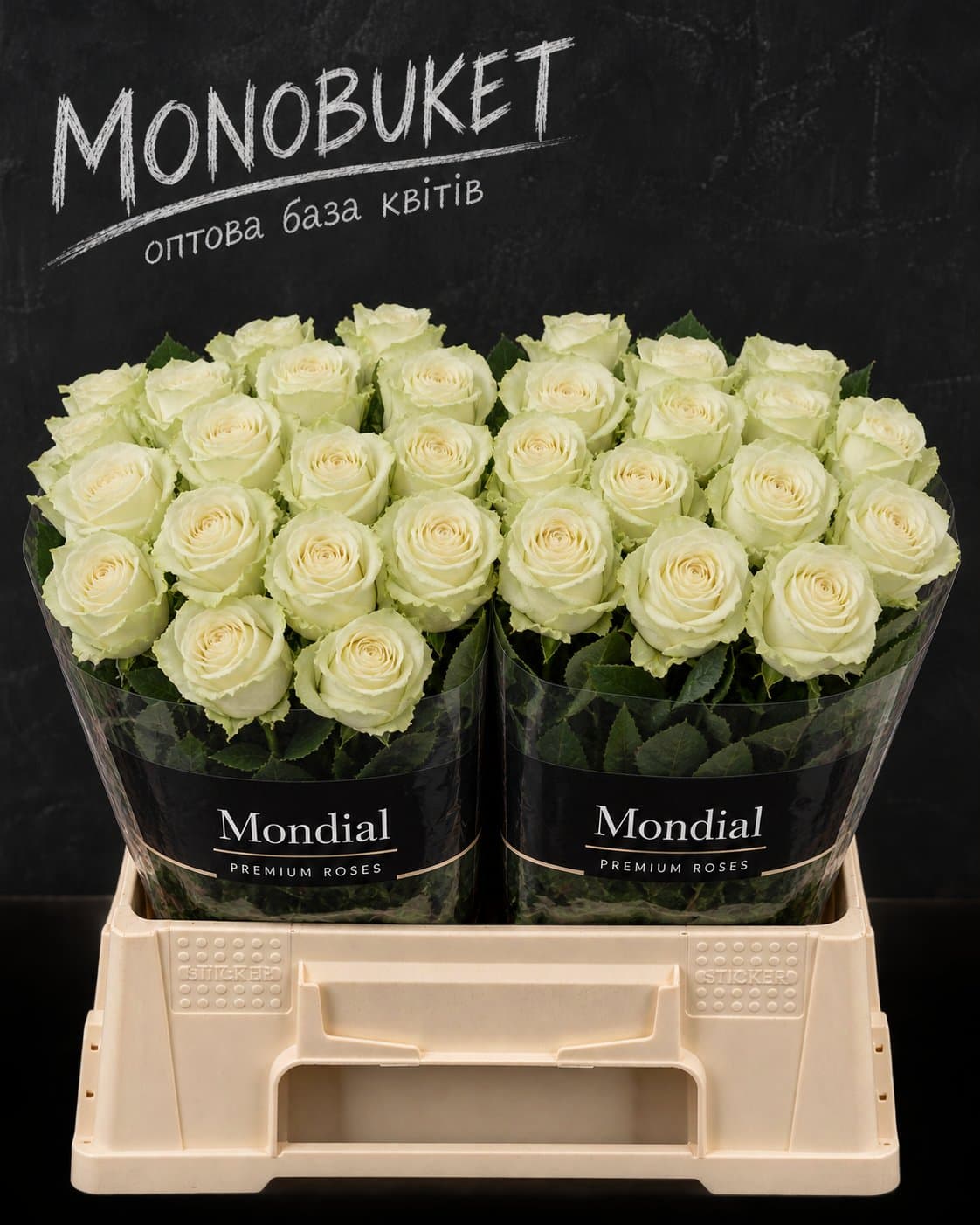 Троянда Mondial