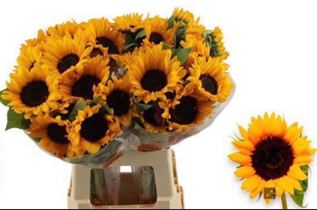 Sonnenblume Sunrich Orange