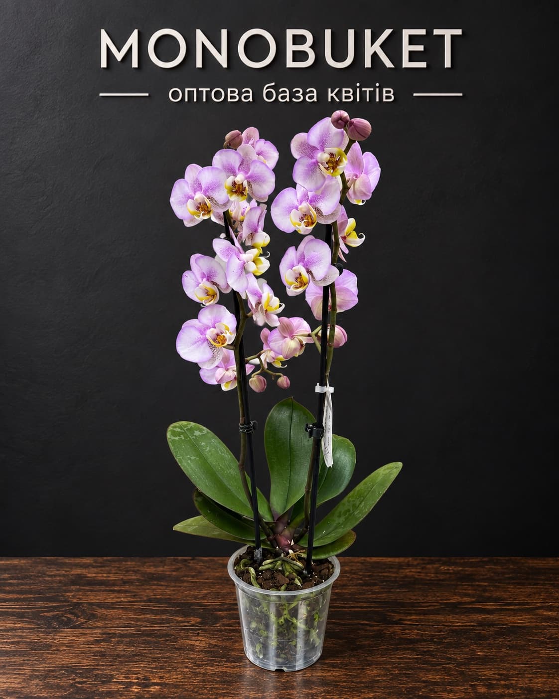Houseplant Orchid (Phalaenopsis) 2 spikes