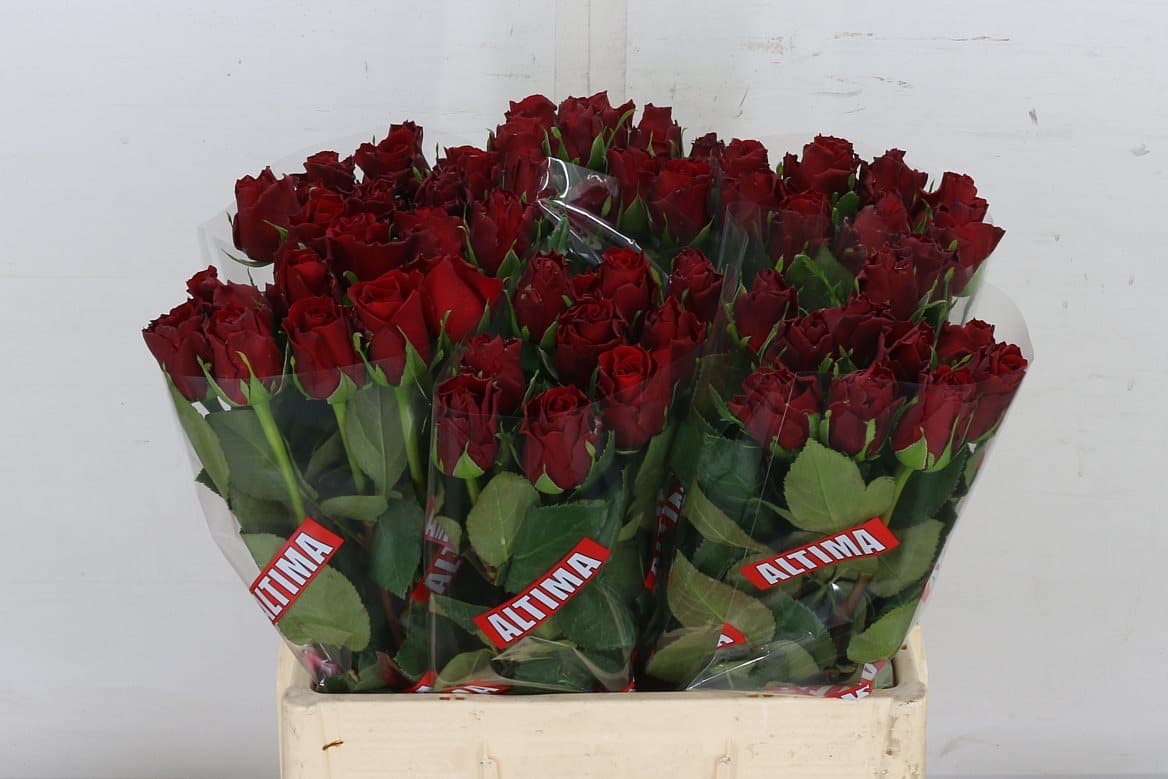 Rose Upper Class – monobuket