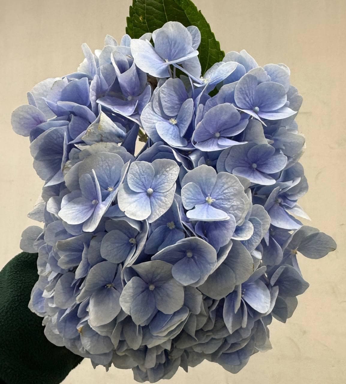 Hydrangea Блакитна (Голландія)