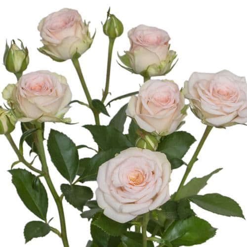 Spray rose Morning Star, pale pink — monobuket