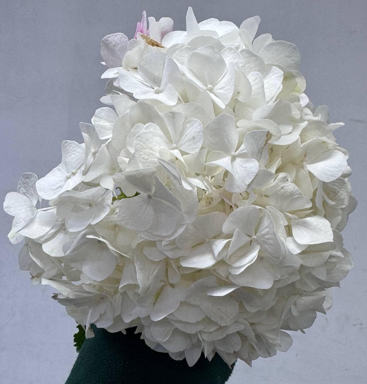 Hydrangea Біла (Голландія)