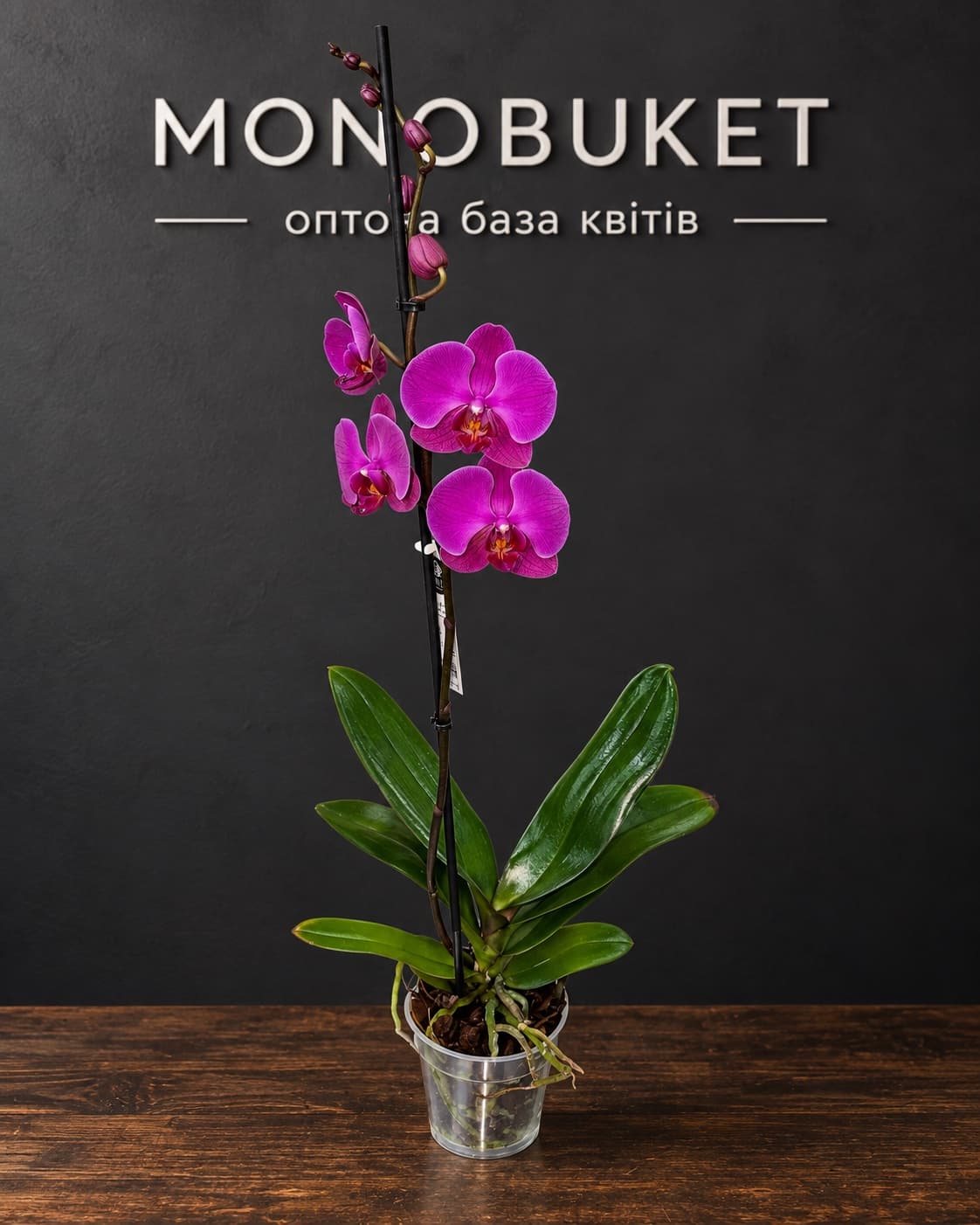 Houseplant Orchid (Phalaenopsis) 1 spike
