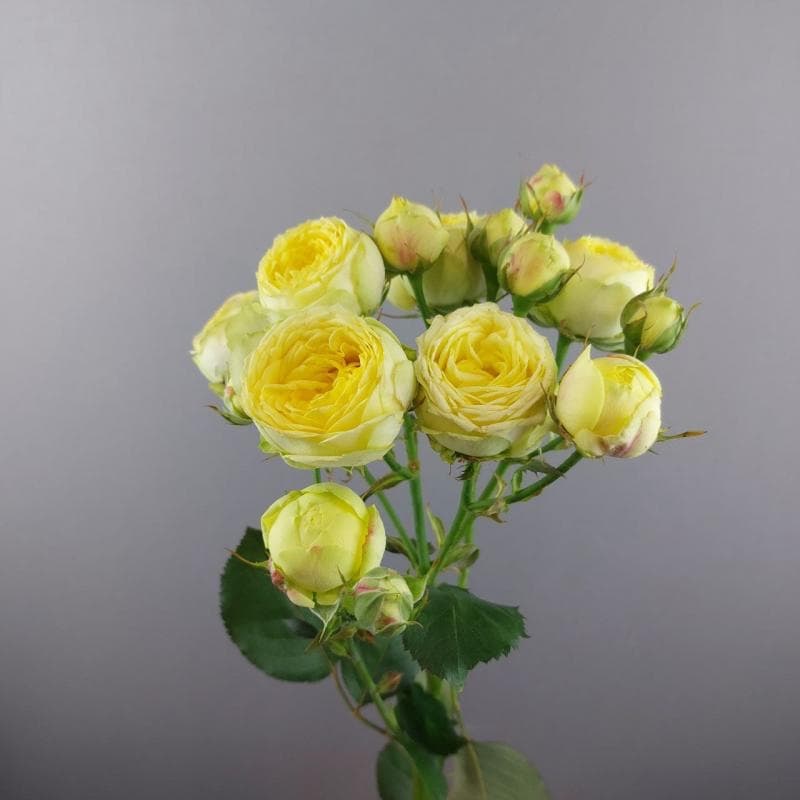 Spray rose Lemon Trendsetter, light yellow — monobuket