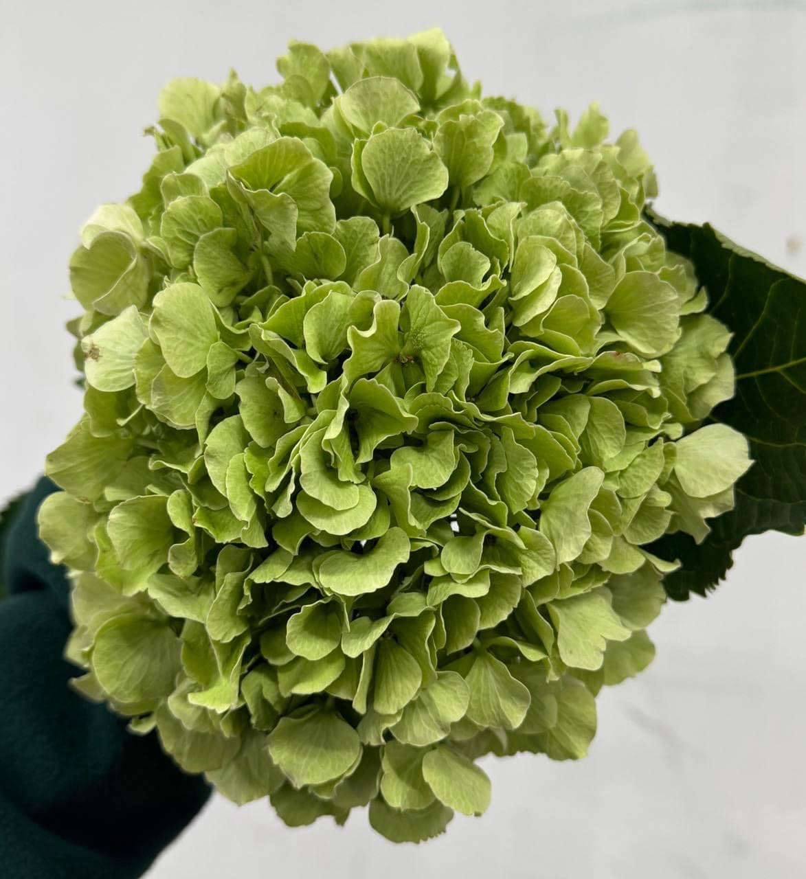 Hydrangea Зелена (Голландія)