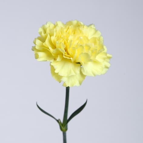 Dianthus Yellow