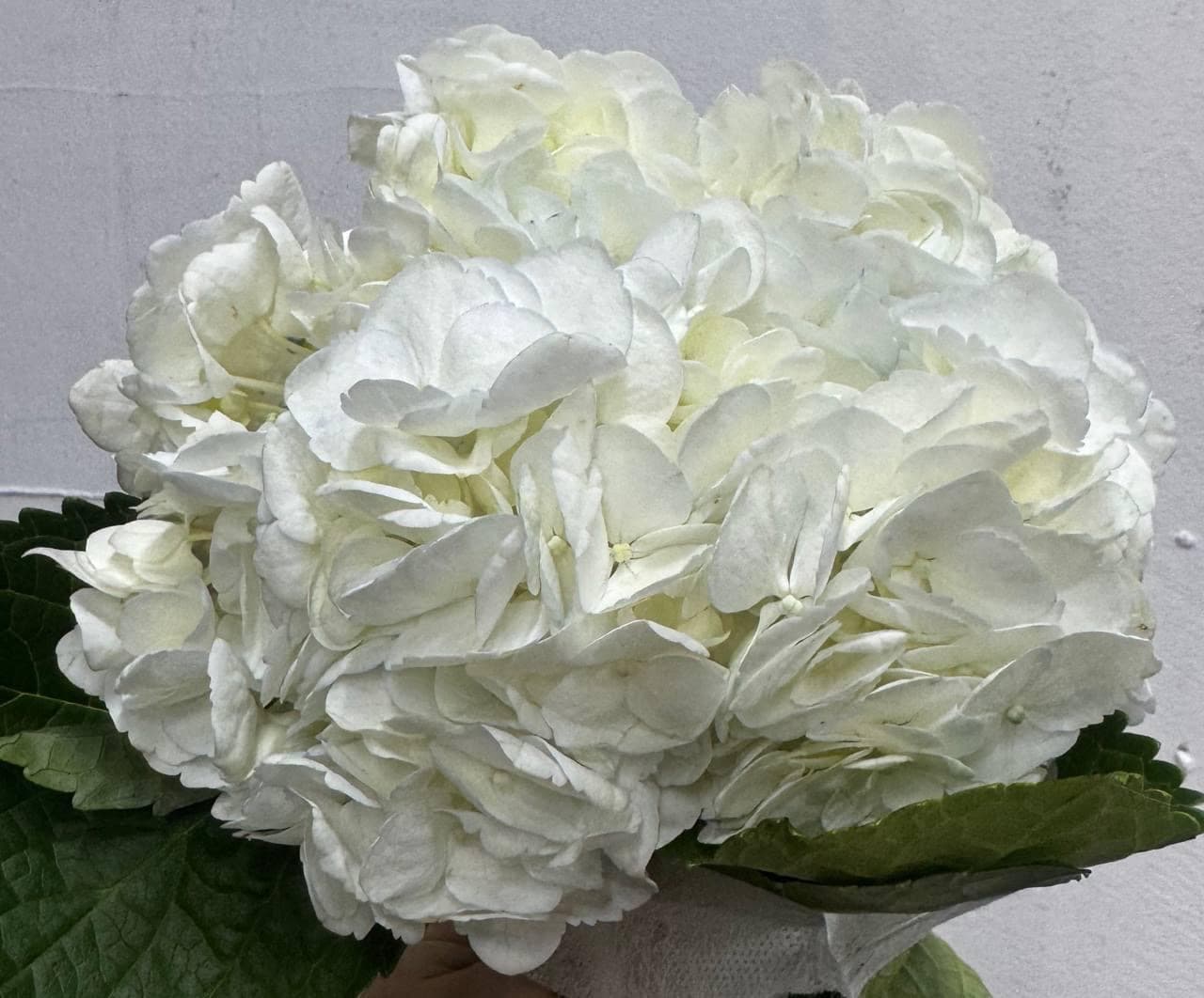 Hydrangea Біла (Колумбія)
