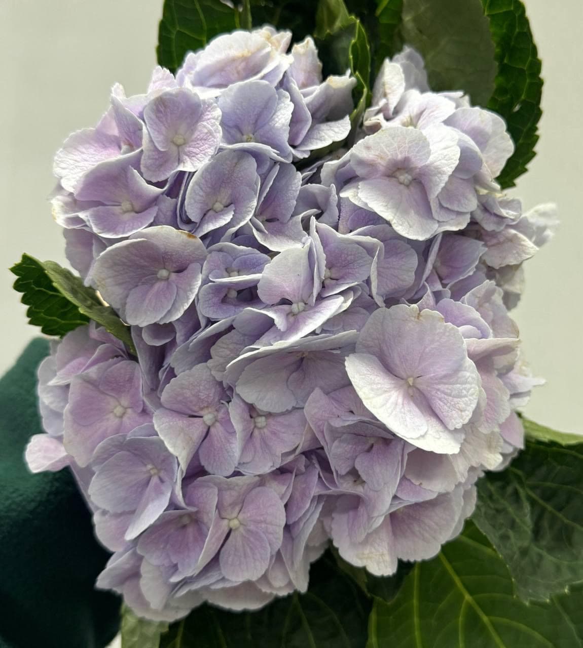 Hydrangea Бузкова (Голландія)