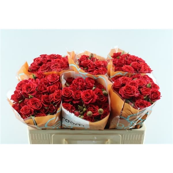 Spray rose Mirabel, red — monobuket