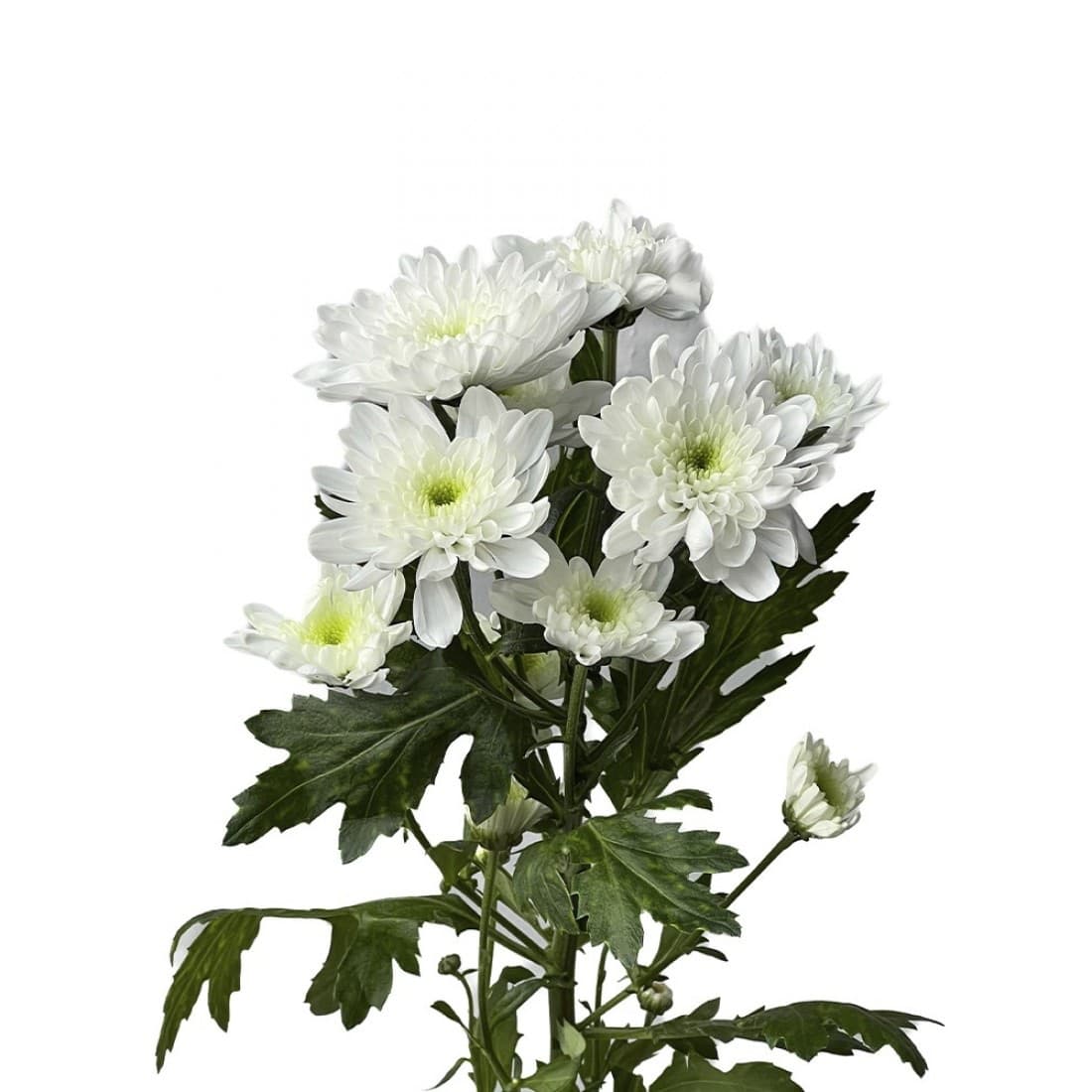 Хризантема Bonita