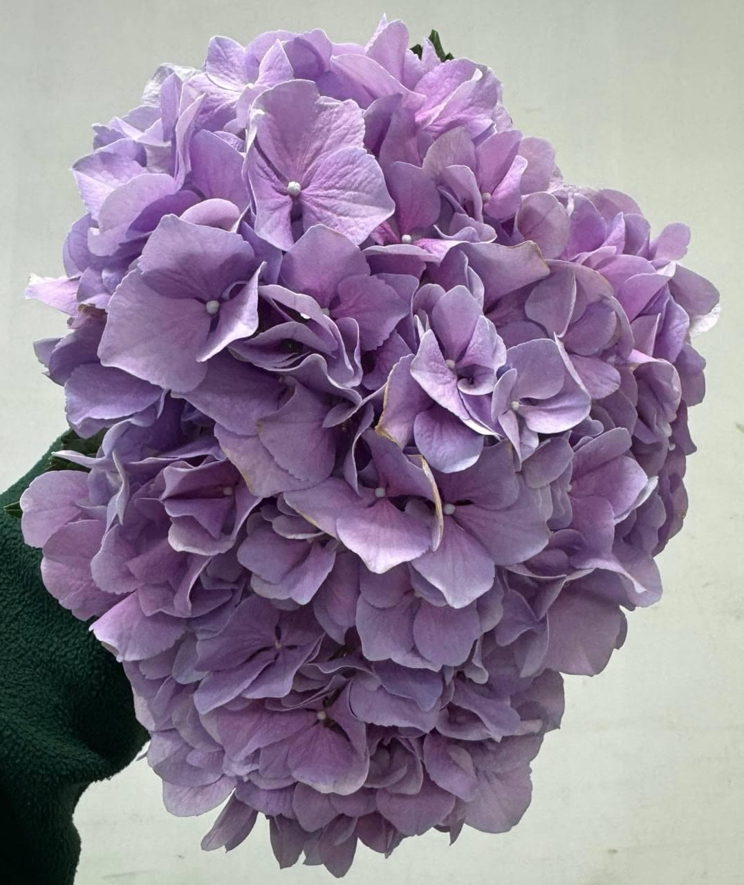 Hydrangea Фіолетова (Голландія)