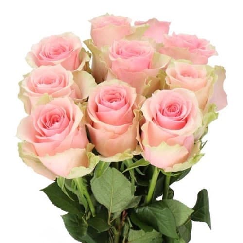 Rose Tango, pale pink — monobuket