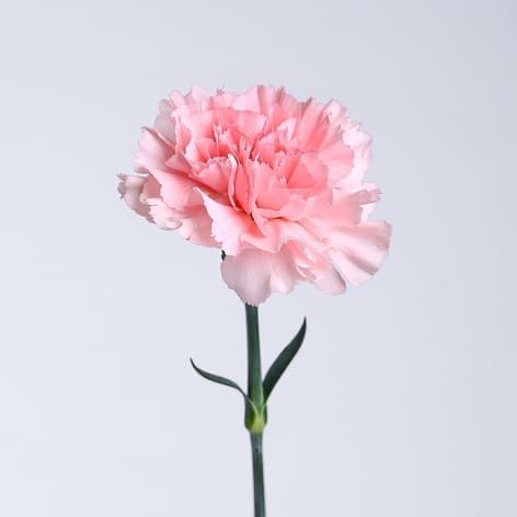 Dianthus Cosmopink
