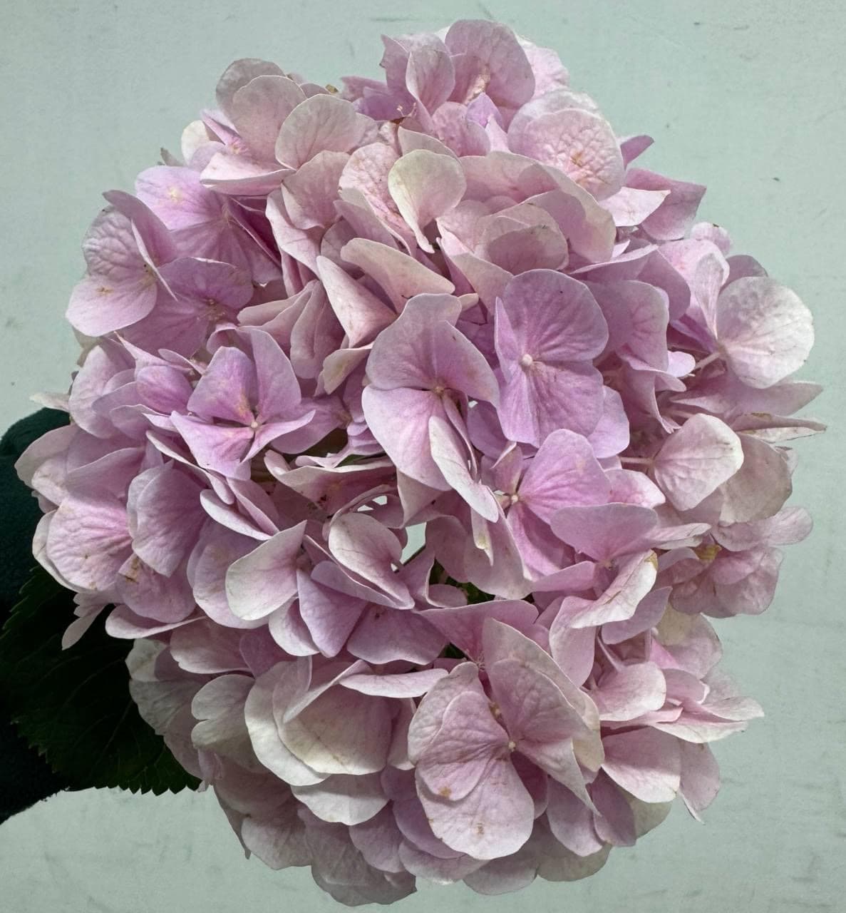 Hydrangea Рожева (Голландія)