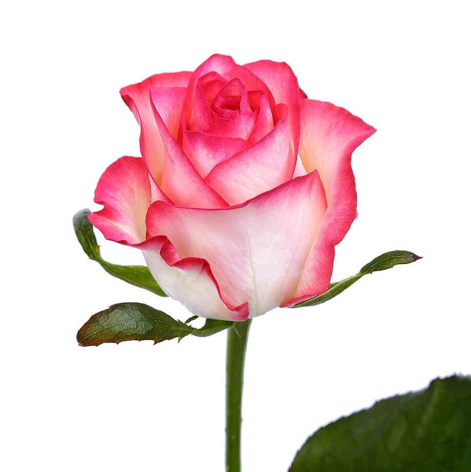 Rosa Jumilia