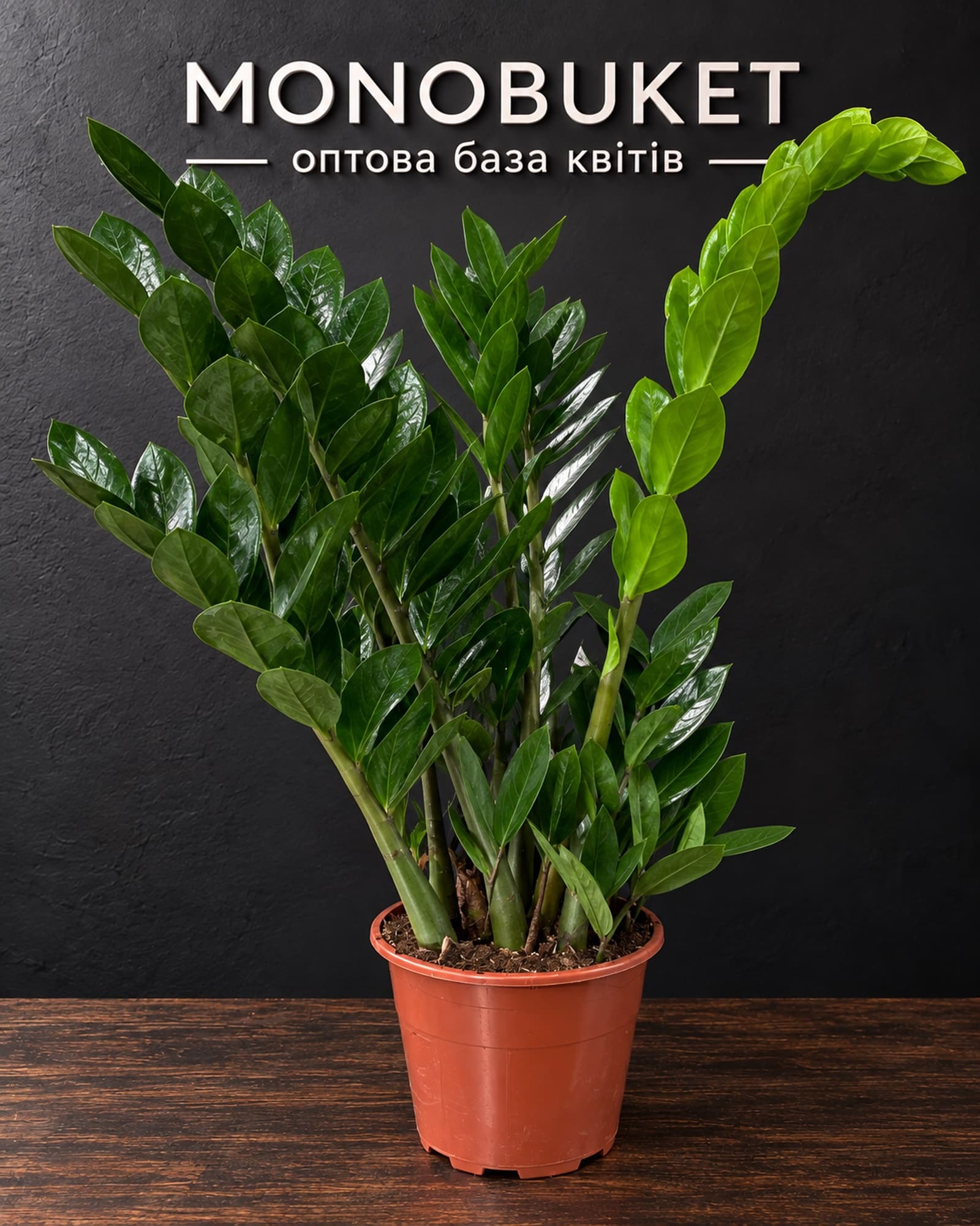Houseplant Zamioculcas, pot 17 cm