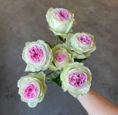 Spray rose Gelato — monobuket