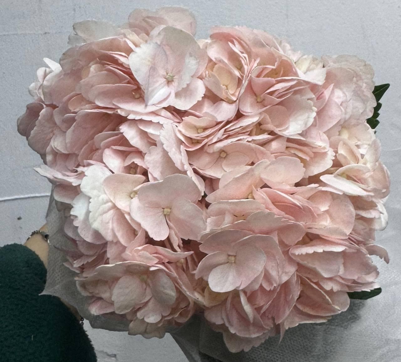 Hydrangea Ніжно-рожева (Колумбія)