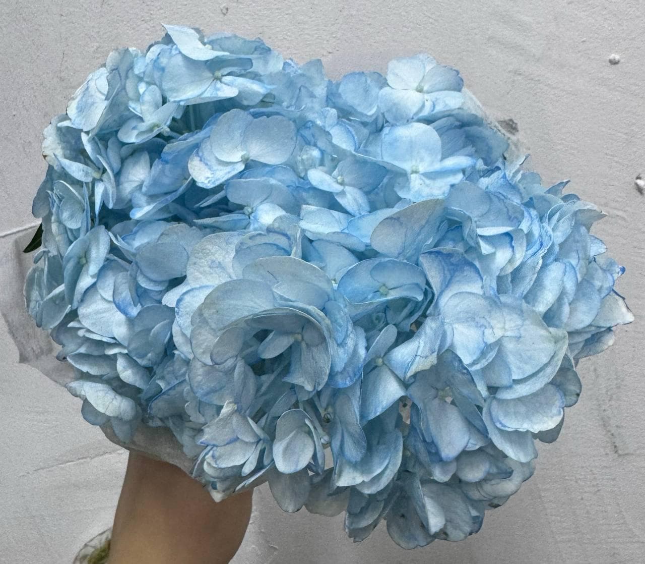 Hydrangea Синя (Колумбія)