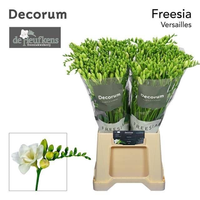 Freesia Versailles