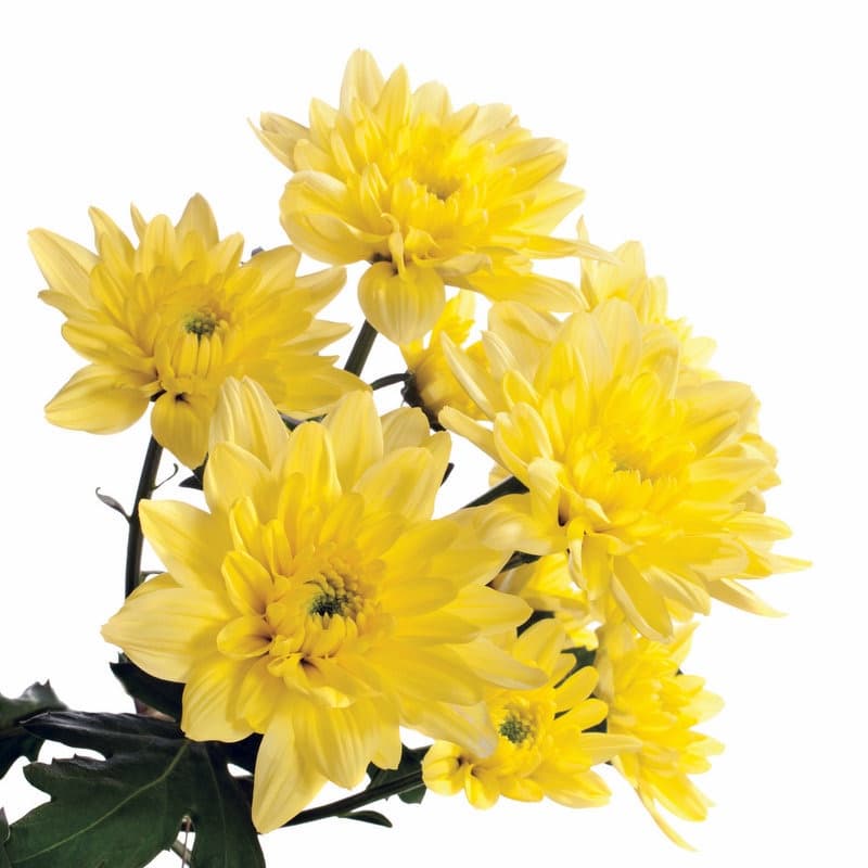 Хризантема Baltica Yellow