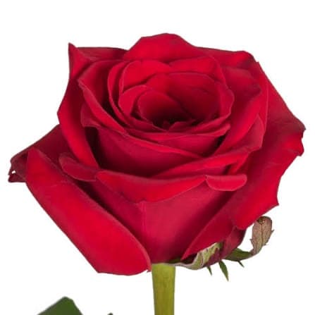 Rose Red Eagle, red — monobuket