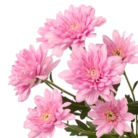 Chrysanthemum Veronica