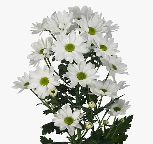 Chrysanthemum Chic