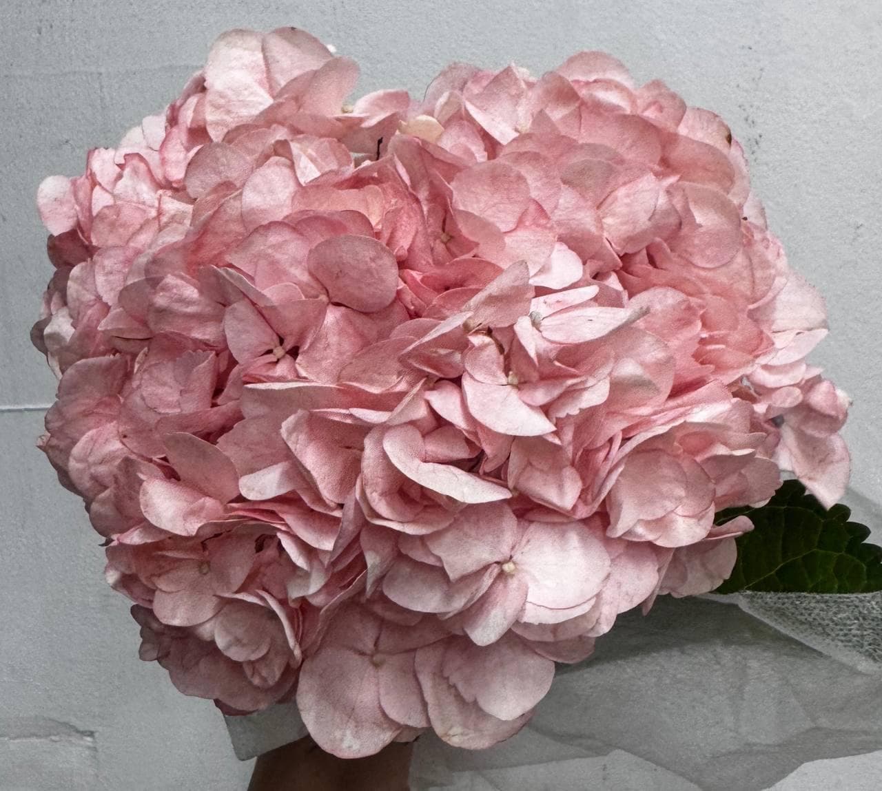 Hydrangea Яскраво-рожева (Колумбія)
