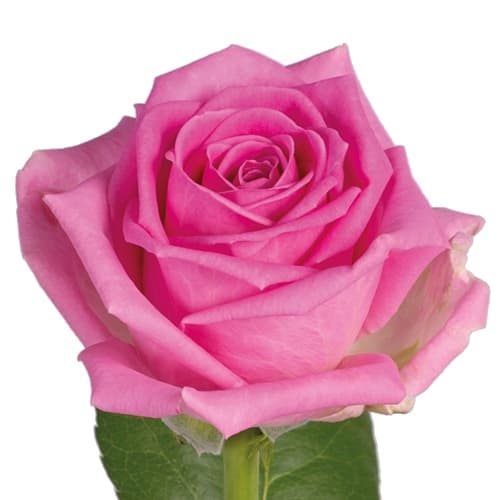 Rose Aqua, pink — monobuket