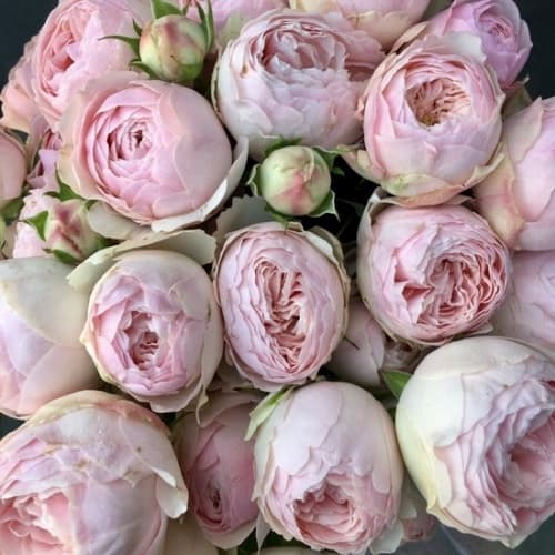 Spray rose Mansfield Park, pale pink — monobuket