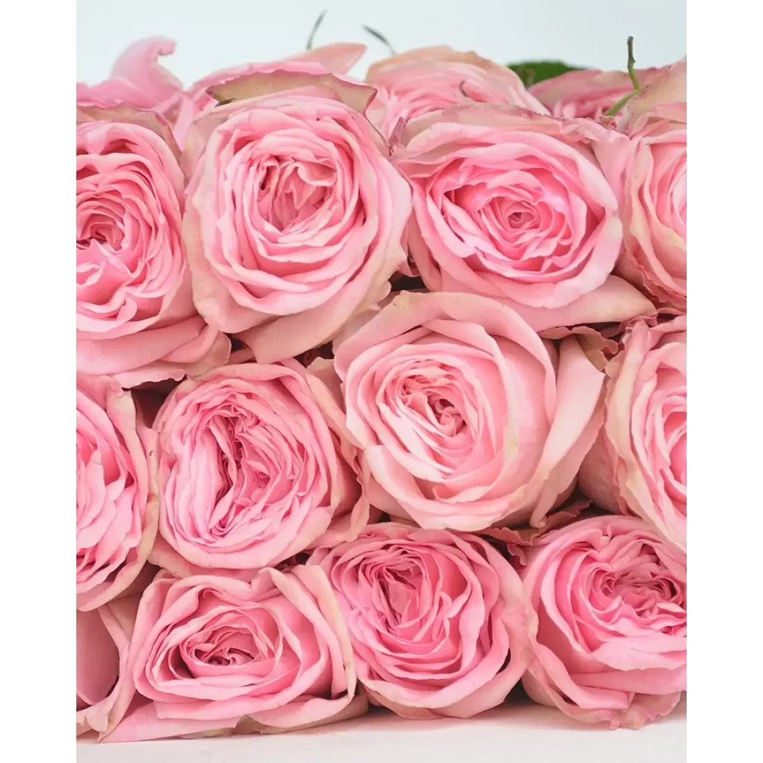 Роза Pink O'Hara